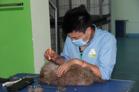 重庆渝北加盟商贵宾犬梳毛练习