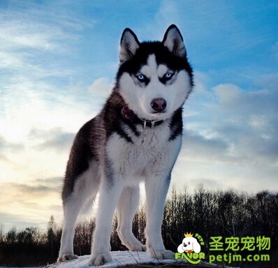 阿拉斯加雪橇犬