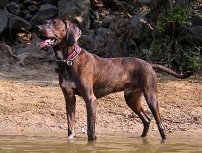 普罗特猎犬