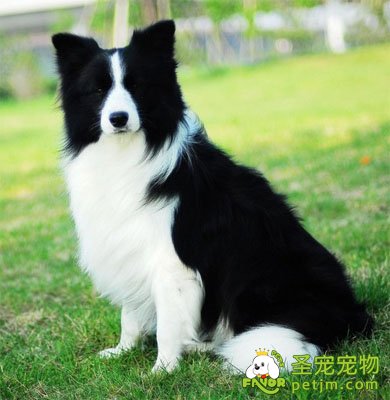 边境牧羊犬该如何美容