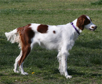 西班牙小猎犬