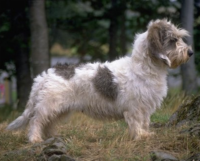 迷你贝吉格里芬凡丁犬