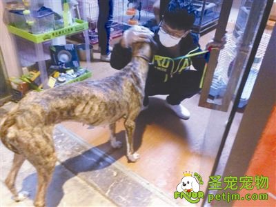 宠物店老板玩失踪 店内动物奄奄一息(图)