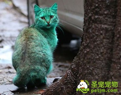 保加利亚惊现绿色宠物猫 长期睡在绿色废弃物中