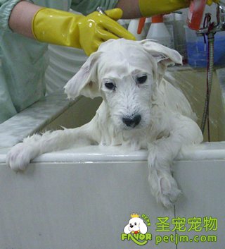 梗犬