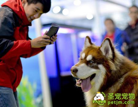 台湾春节宠物旅馆一房难求，一晚3000台币仍需排队