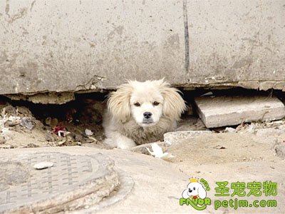 疑对方杀死其宠物狗 拾荒男刀砍住下水道同伴自首