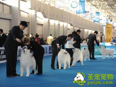 沪国际犬博会于3月26日开幕，看对眼宠物可现场速配