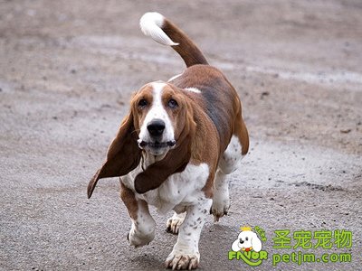 巴吉度犬耳朵的清洁技巧