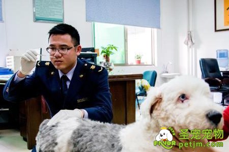 宠物犬首次漂洋过海“飞”出国门