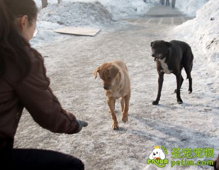 宠物医生教你文明养犬 绝育可控制猫狗过度繁殖