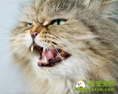 美夫妇被自家宠物猫拦在家门外无奈报警