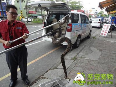 孙子2米宠物蟒蛇不见 台湾阿嬷报警协寻