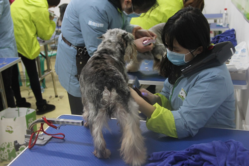 【ag真人国际官网培训】第30期班雪纳瑞美容实操练习课