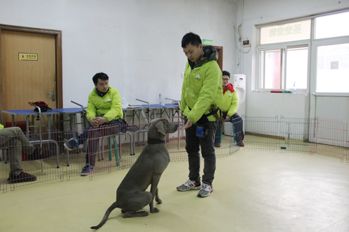 【ag真人国际官网培训】第31期班训犬课犬只坐卧实操练习