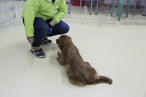 【ag真人国际官网培训】第31期班训犬课犬只坐卧实操练习